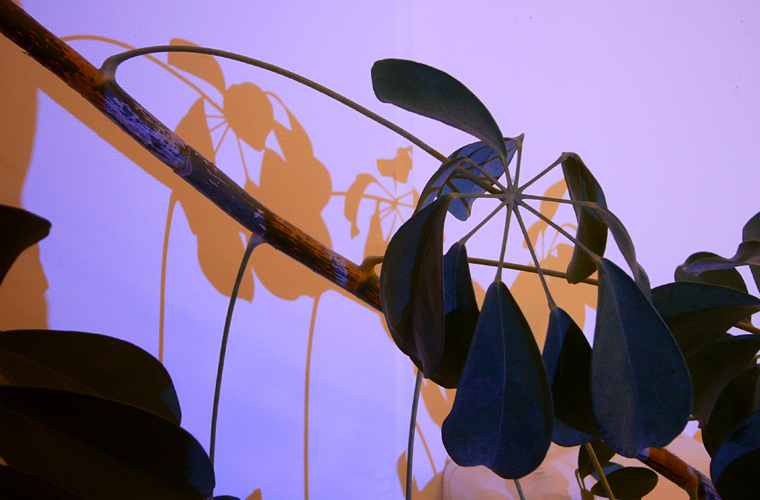 Wednesday January 17th (2007) Shadow width=