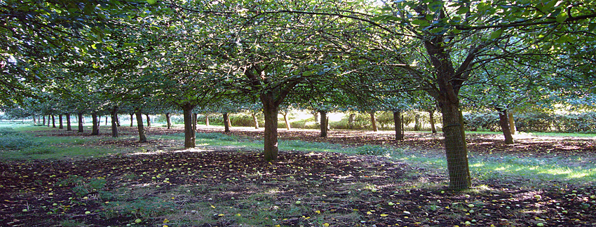 Thursday August 24th (2006) Apple Orchard width=