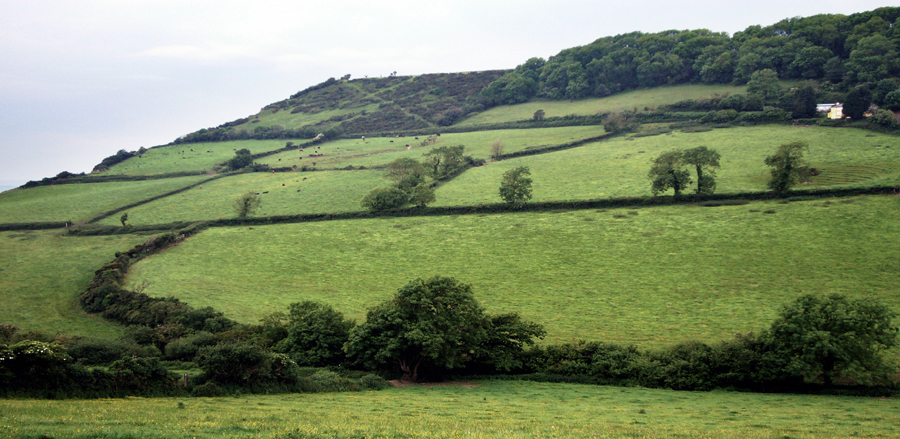 Thursday May 29th (2008) South Combe, Nr.Sidmouth, Devon. width=