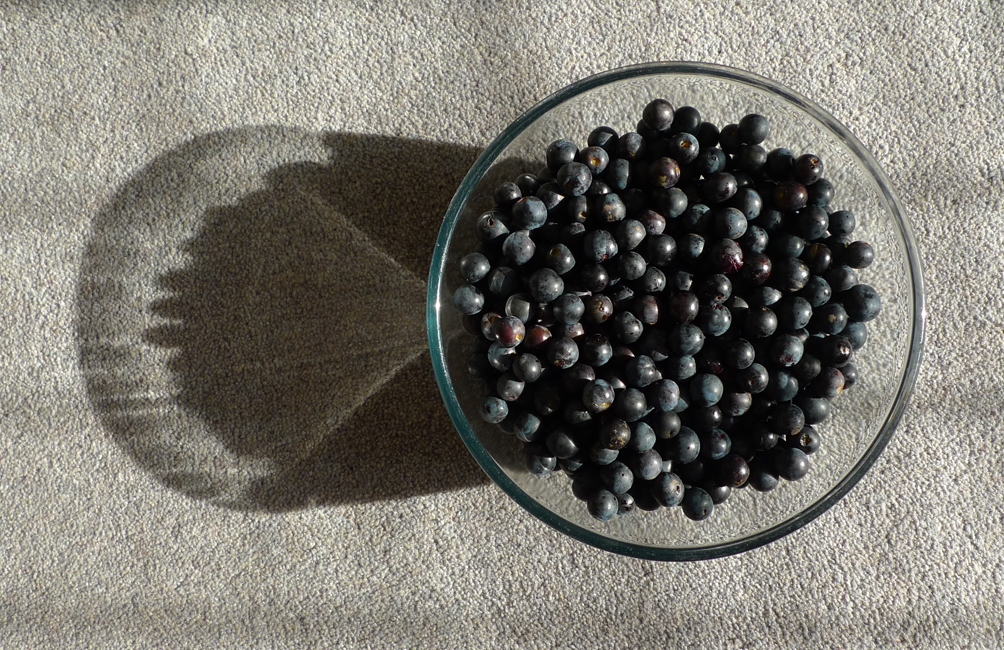 Wednesday August 30th (2017) Picked, pricked and in the freezer. width=