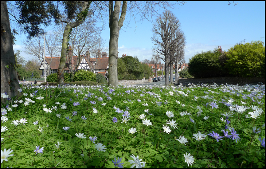 Wednesday April 25th (2012) Flowers width=