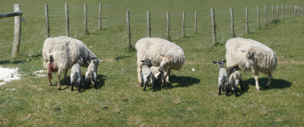 Tuesday April 30th (2019) Two new lambs ... width=