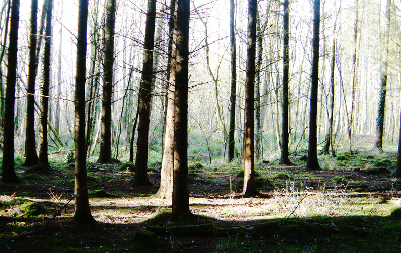 Sunday April 9th (2006) Butleigh Woods width=