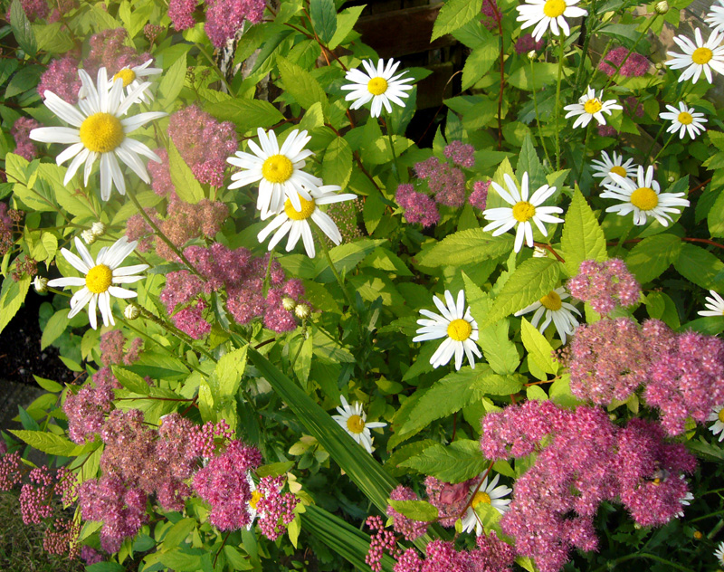 Wednesday June 6th (2007) Flowers width=