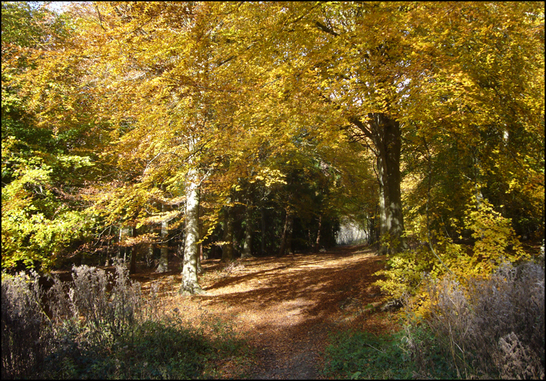 Thursday November 8th (2012) Friston Forest width=