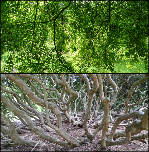 Thursday July 14th (2011) Green and Brown width=