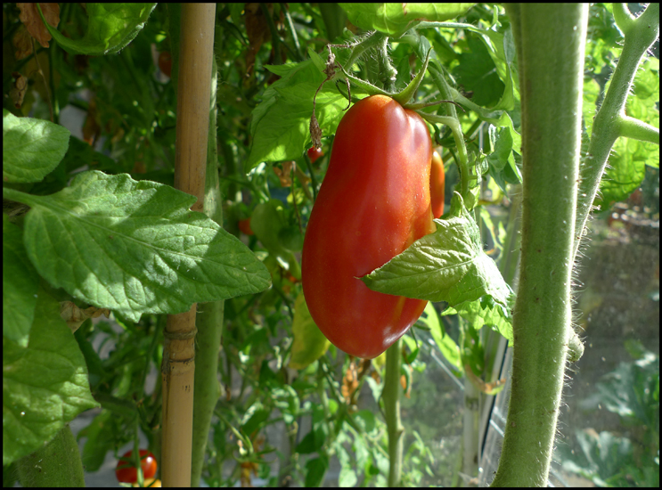 Monday August 27th (2012) In the greenhouse ... width=