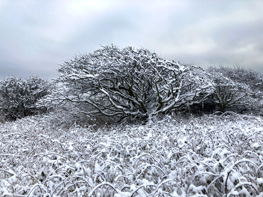 Monday December 12th (2022) Snow on the South Downs width=