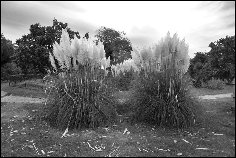 Tuesday October 25th (2011) Pampas Grass width=