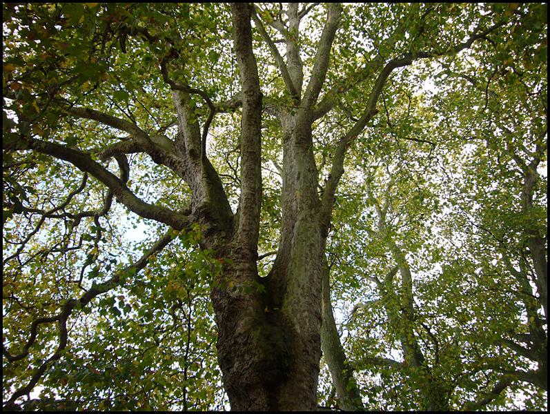 Thursday October 22nd (2009) Big Tree width=