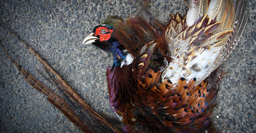 Saturday February 3rd (2007) Another Road Kill width=