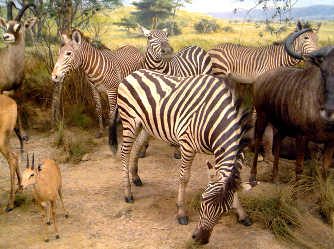 Sunday February 12th (2006) Savannah Diorama width=