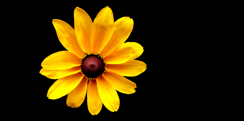 Wednesday July 26th (2006) Yellow width=