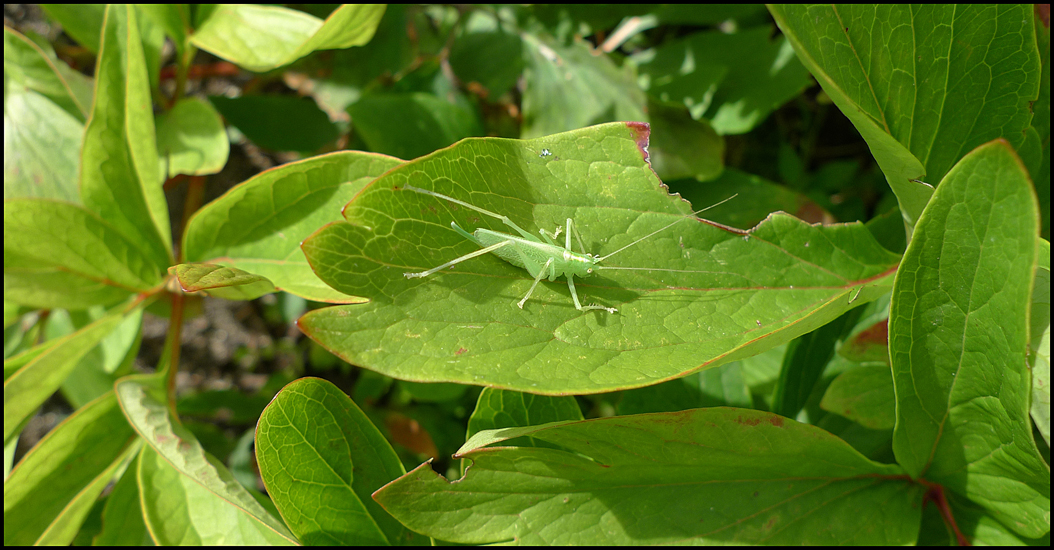 Friday August 17th (2012) Grasshopper width=