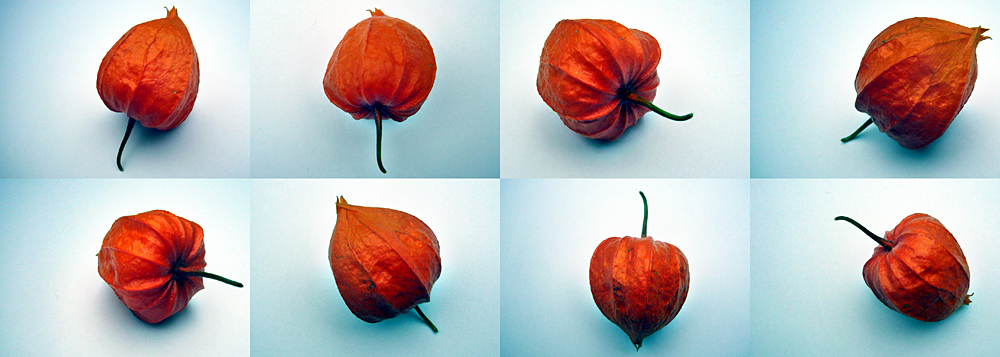 Sunday August 19th (2007) Fruit, flower or seed pod? width=