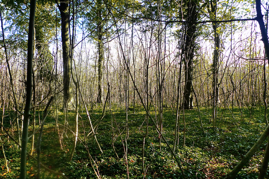 Wednesday October 21st (2015) Friston woods width=