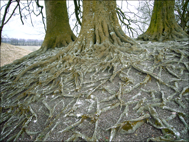 Sunday February 10th (2013) Roots width=