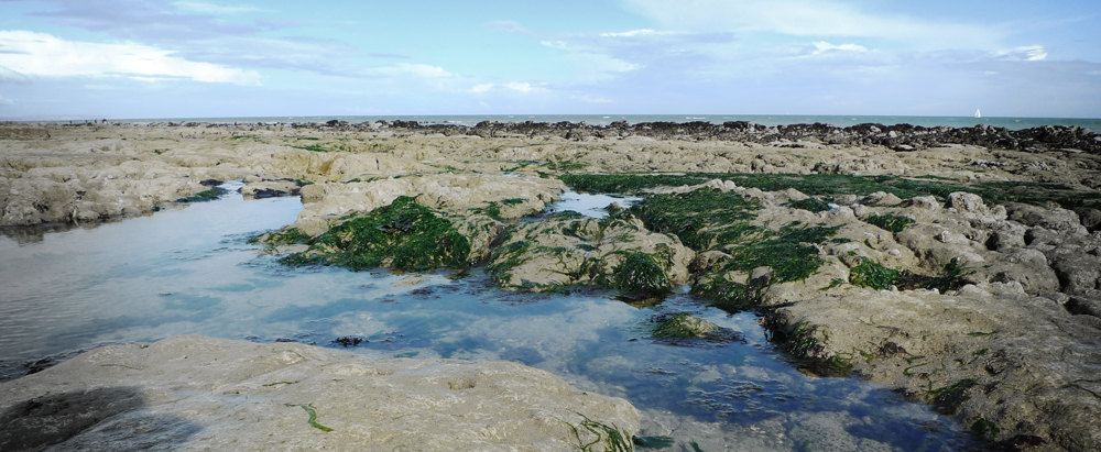 Thursday May 1st (2014) Low tide again width=