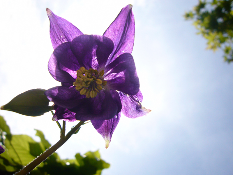Sunday May 11th (2008) Aquilegia width=