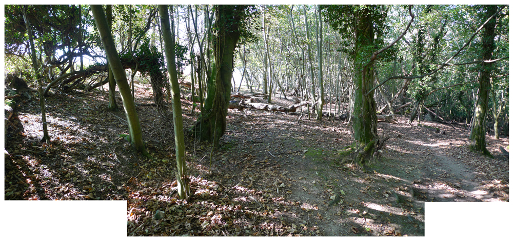 Friday September 30th (2011) Woods width=