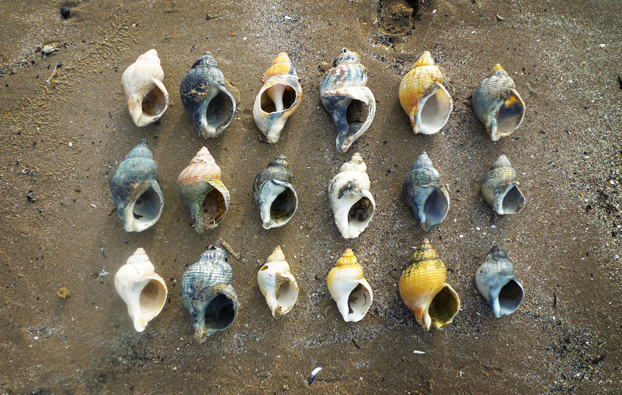 Wednesday August 12th (2015) Eighteen Shells width=