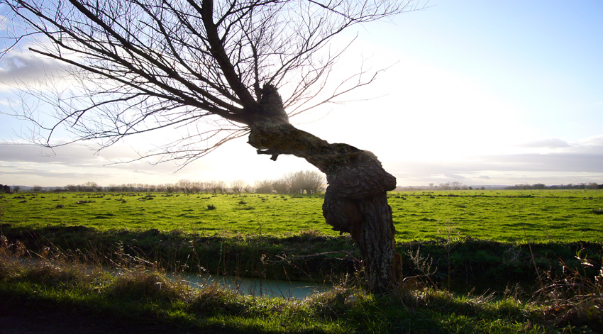 Saturday January 13th (2007) Somerset levels width=