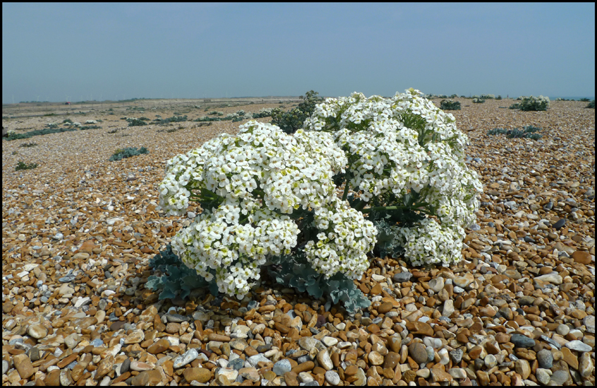 Wednesday June 15th (2011) Crambe Maritima in full flower (Sea Kale) width=