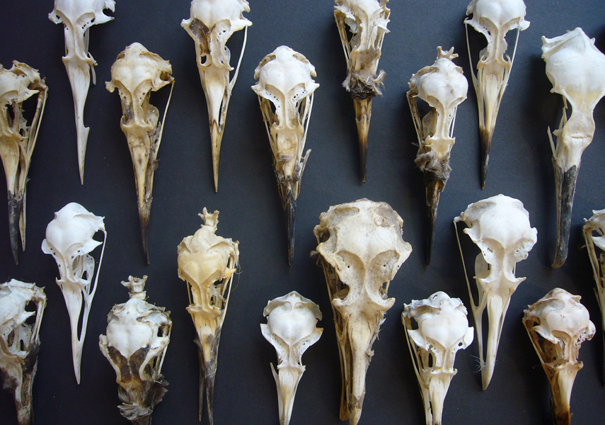 Tuesday July 7th (2009) Bird Skulls width=