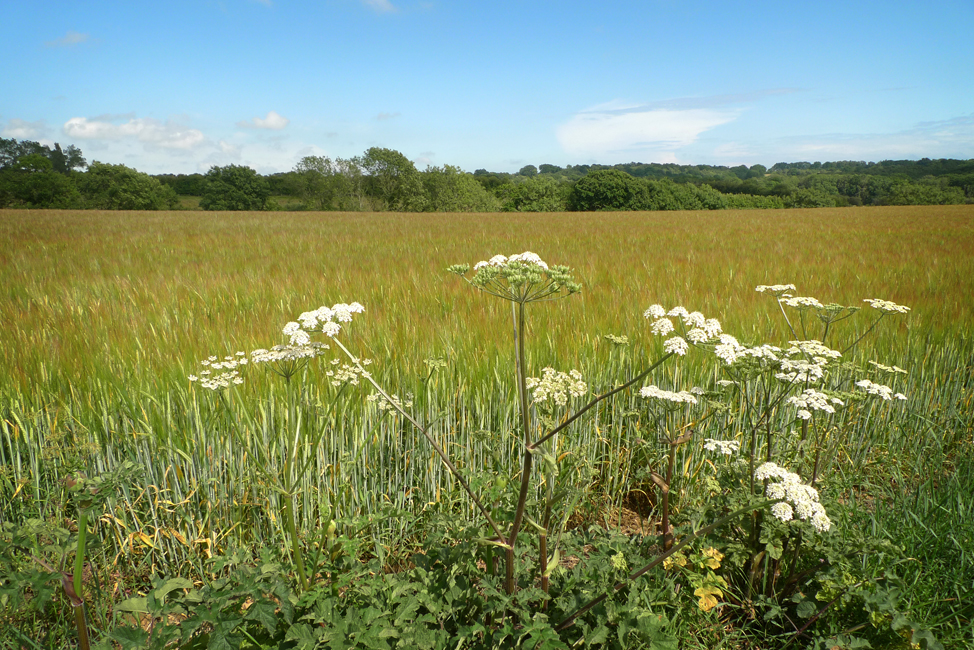 Thursday June 18th (2020) A walk with map and compass. width=