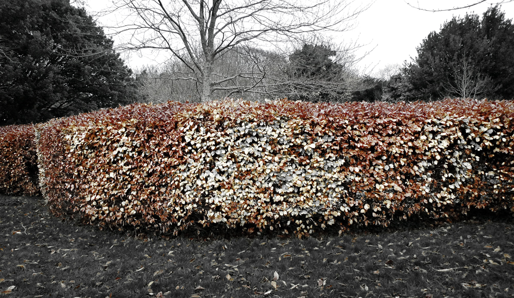 Wednesday November 25th (2020) Beech hedge width=