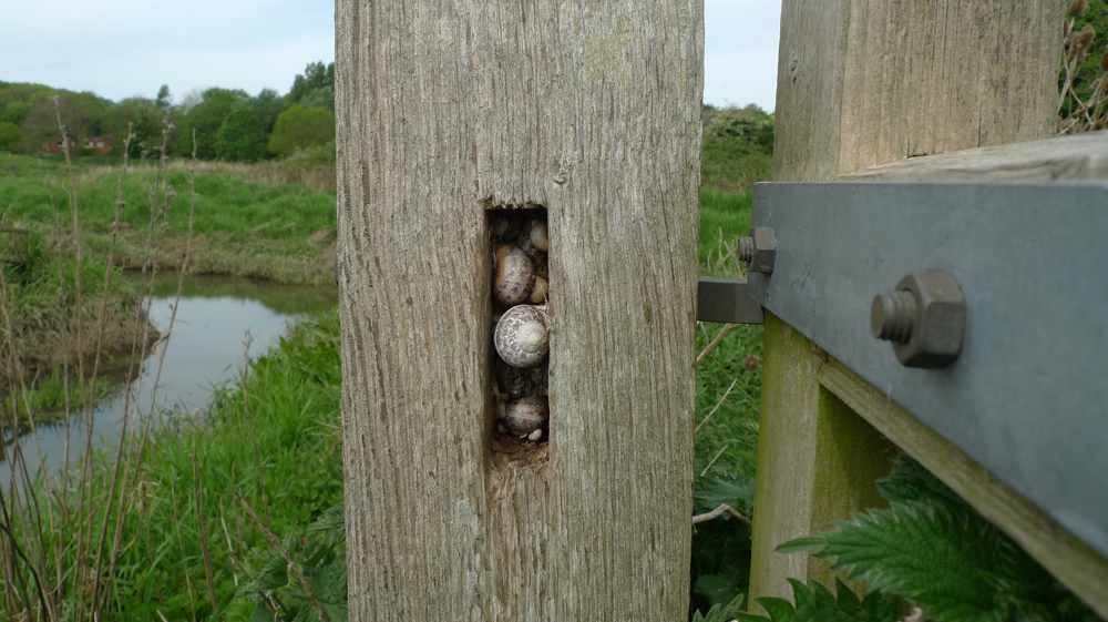 Monday May 18th (2020) Snail sanctuary. width=