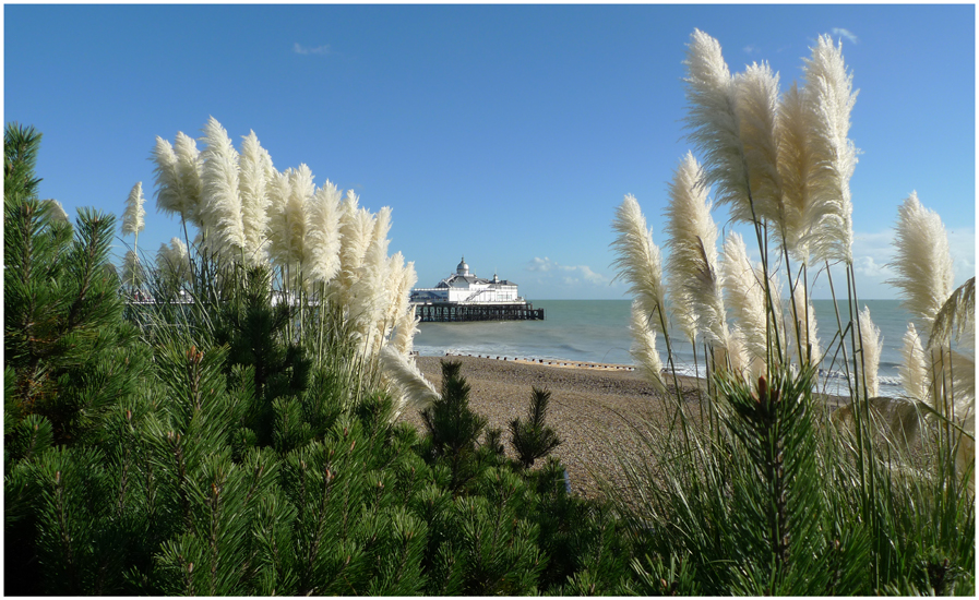 Tuesday October 29th (2013) Pampas Grass width=