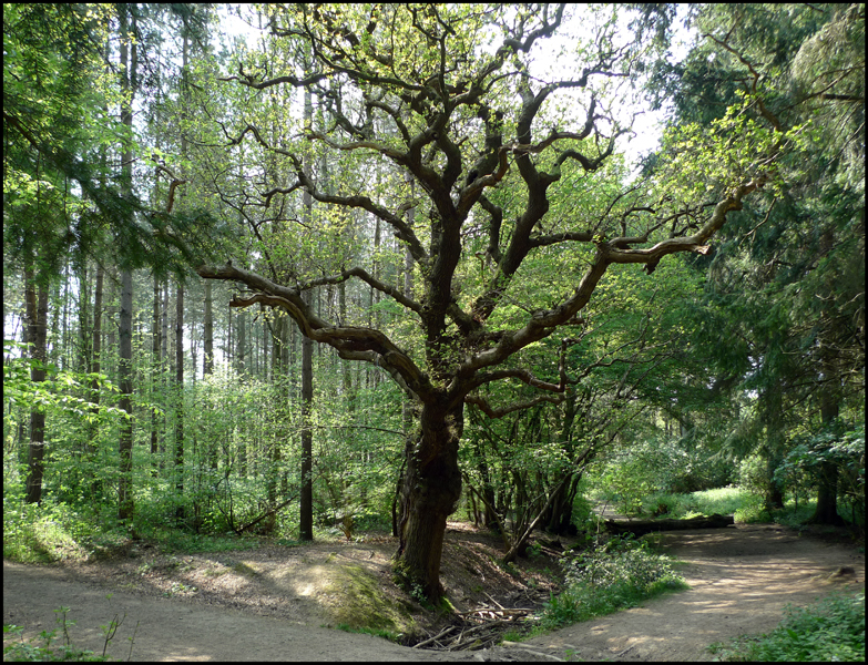 Tuesday April 26th (2011) Gnarled oak in Abbot's Wood width=
