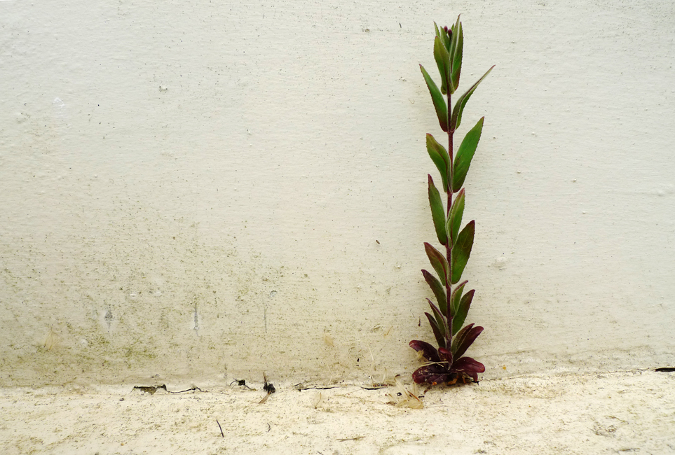 Monday July 13th (2020) Find the crack and the seed will germinate. width=