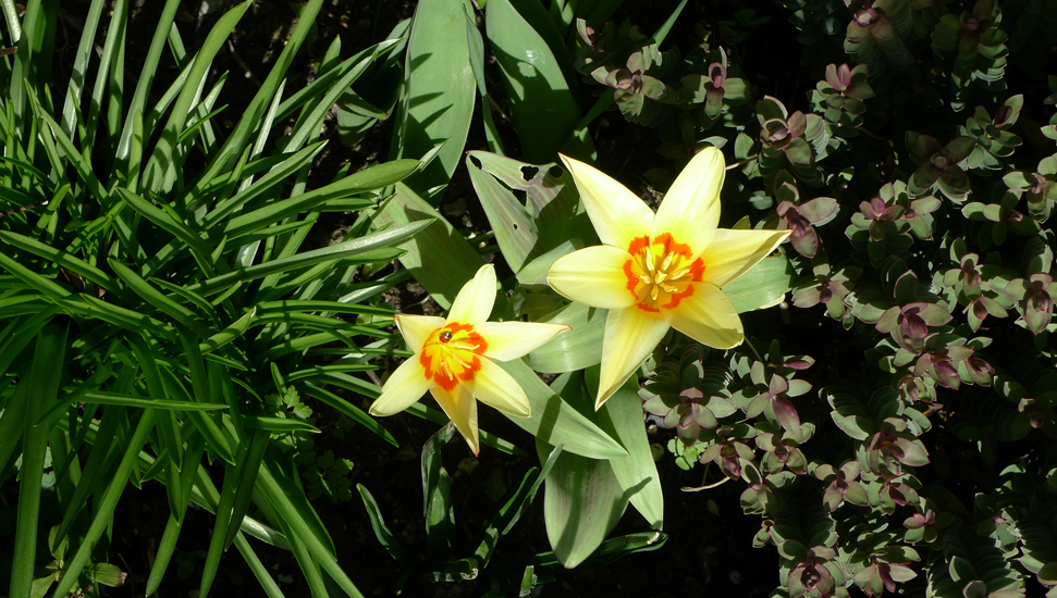 Monday March 3rd (2014) Tulip width=