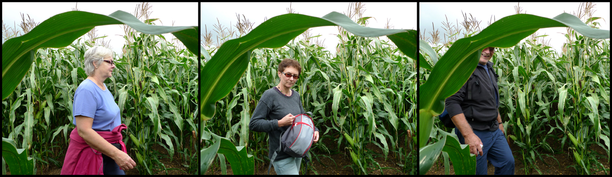 Thursday September 16th (2010) Through the corn width=