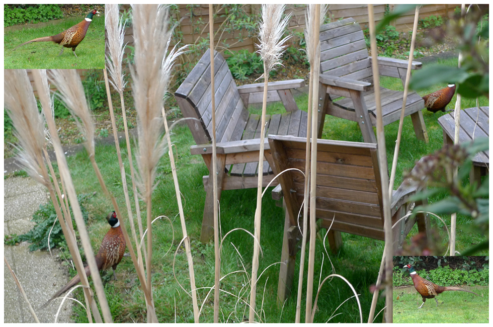 Tuesday April 10th (2018) Pheasant in next door's garden width=