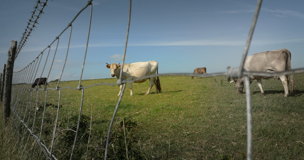 Tuesday June 30th (2015) Cows ... width=