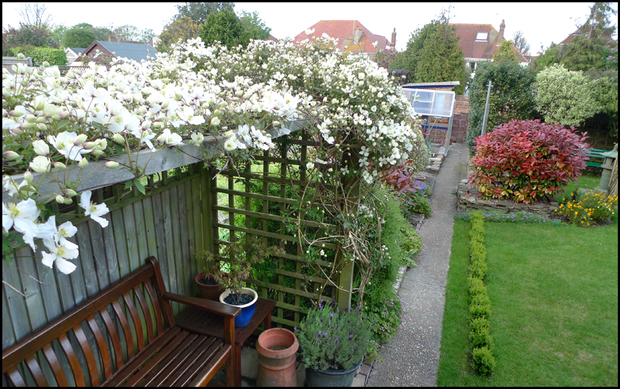 Wednesday May 9th (2012) Its been a great year for this Clematis width=