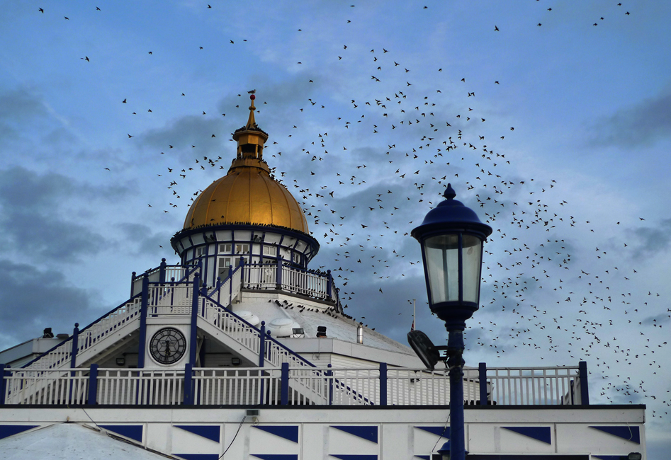 Thursday March 14th (2019) Starlings width=