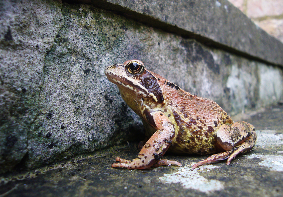 Sunday October 15th (2017) Mr.Frog or Mr.Toad ? width=