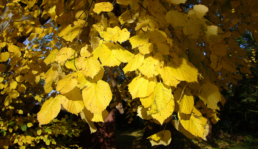 Sunday November 19th (2006) Autumn Colour width=