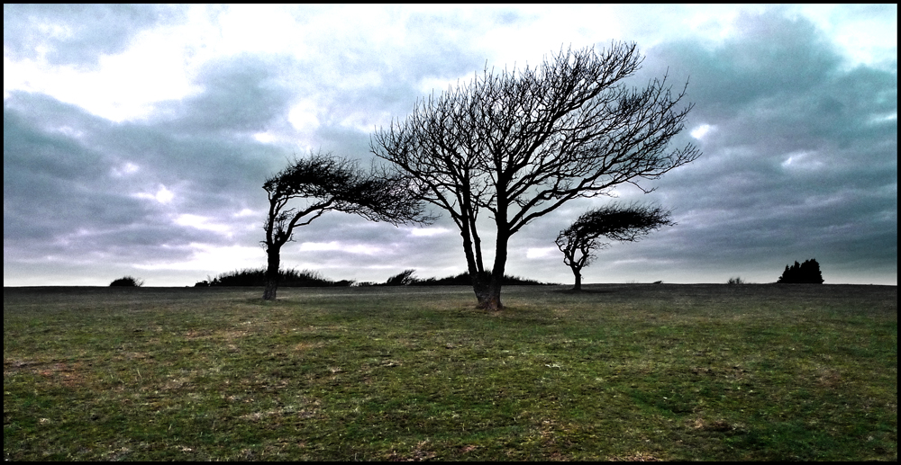 Tuesday February 14th (2012) Three trees width=