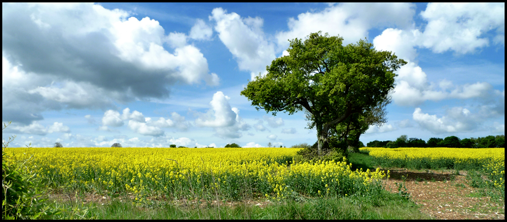 Friday May 14th (2010) Yellow, Green, Blue and White width=
