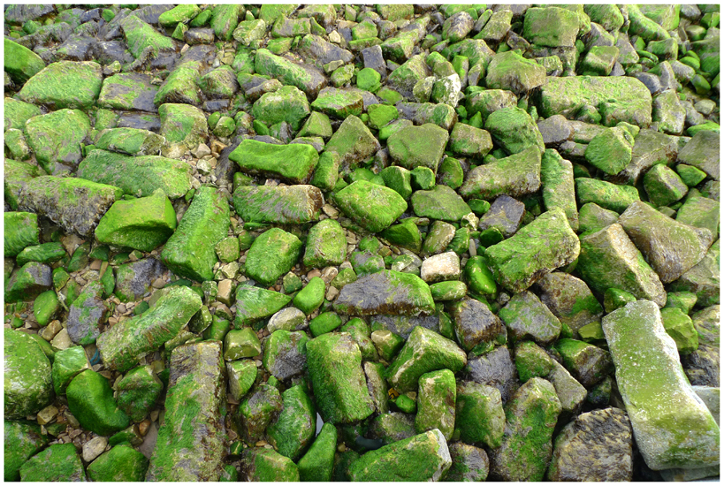 Wednesday October 23rd (2013) The tide is out the rocks are green. width=