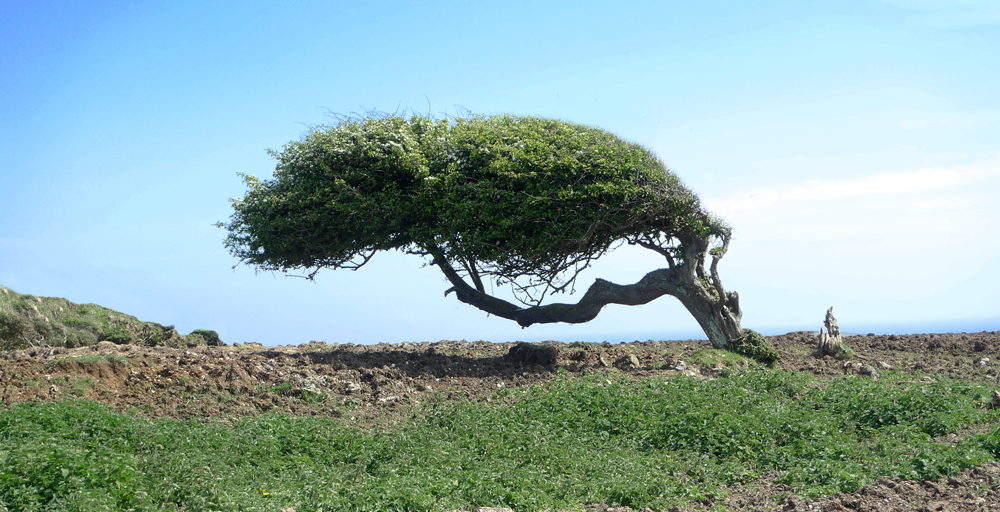 Tuesday May 12th (2020) Prevailing wind (No.6) width=