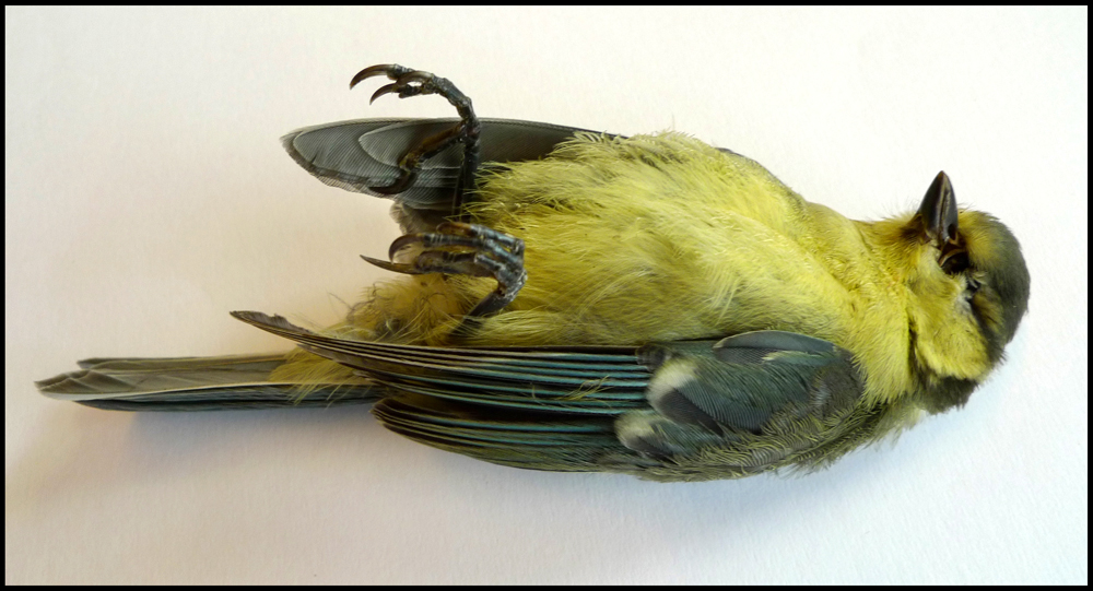 Thursday July 1st (2010) Dead Bird width=