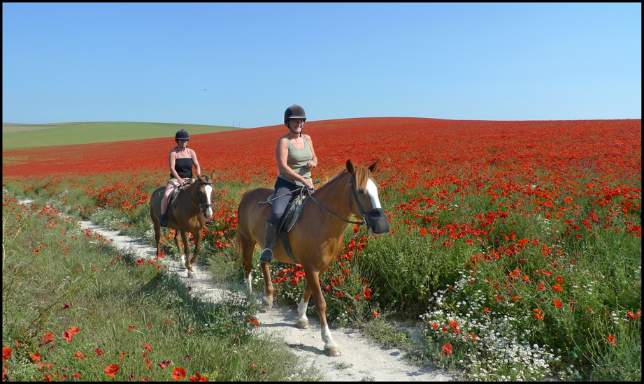 Tuesday July 9th (2013) Poppies and Horses width=