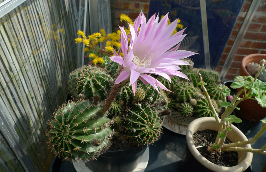 Friday April 10th (2015) Meg's cactus is flowering width=