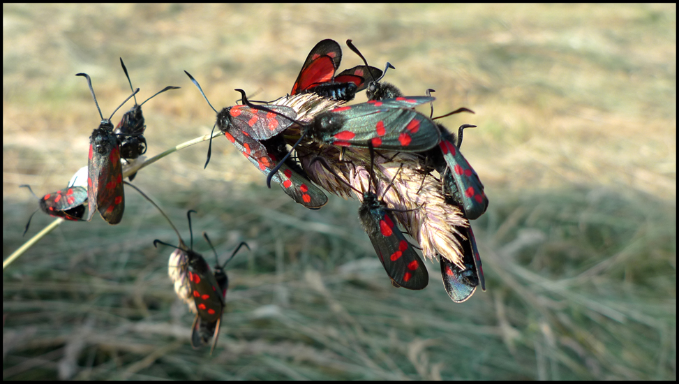 Saturday July 13th (2013) Zygaena Filipendulae width=